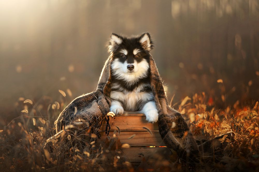 Photograph by 温琪耀