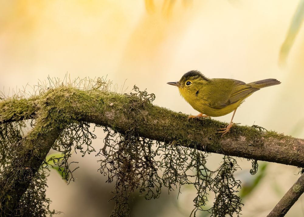 Photograph by Abhijit - khatua