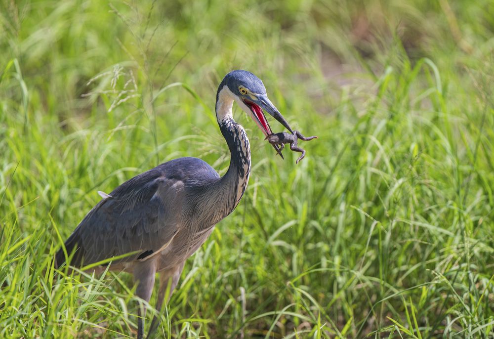Grey heron devouring a frog