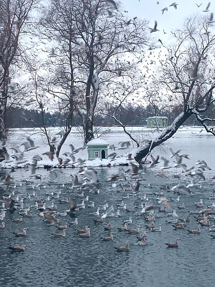 Птицы в Гатчине