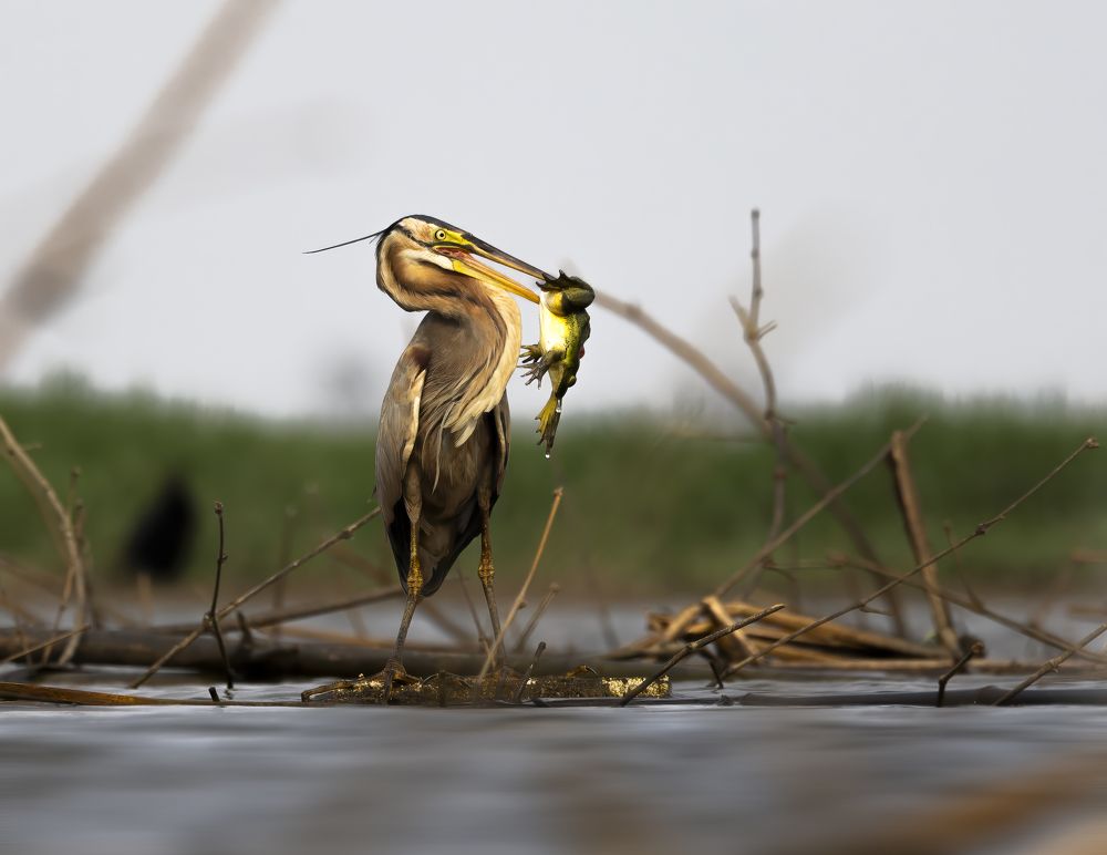 Droplets of Life: Purple Heron's Froggy Feast