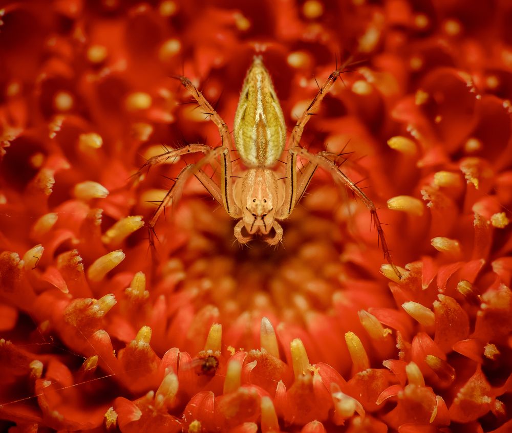 Photograph by Abhijit - khatua