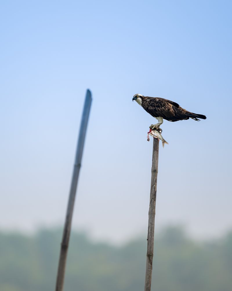 Фотография автора Sandip Mondal