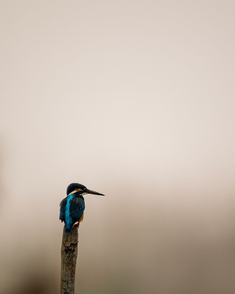 Фотография автора Sandip Mondal