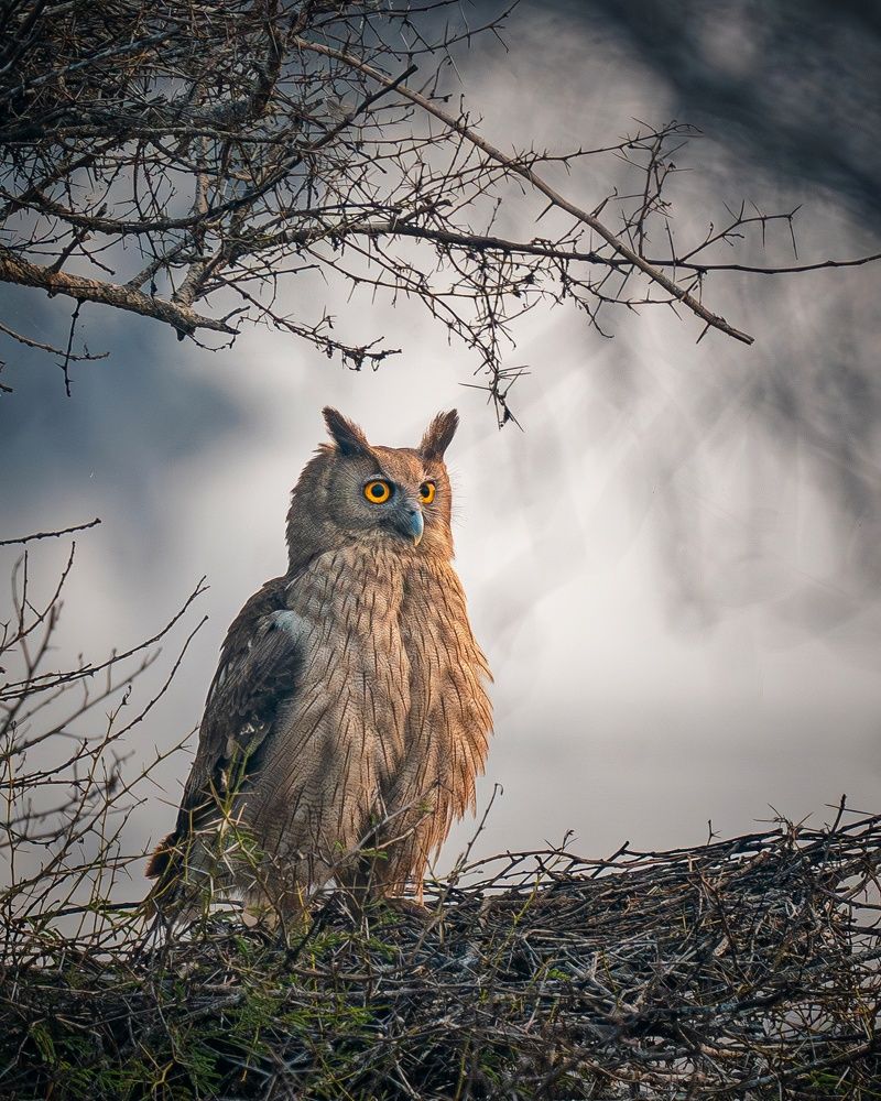 Dusky Eagle Owl
