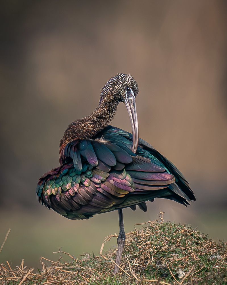 Glossy IBIS