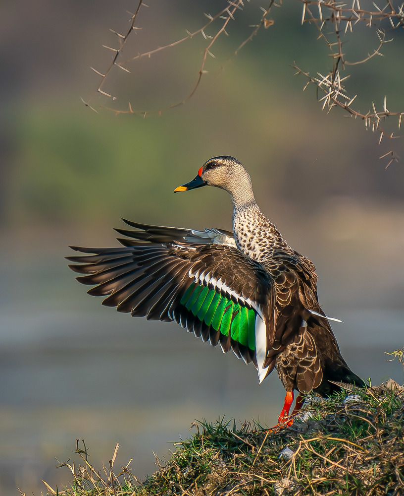 Indian Spot Billed Duck