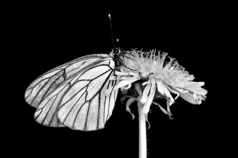 Боярышница на Одуванчике