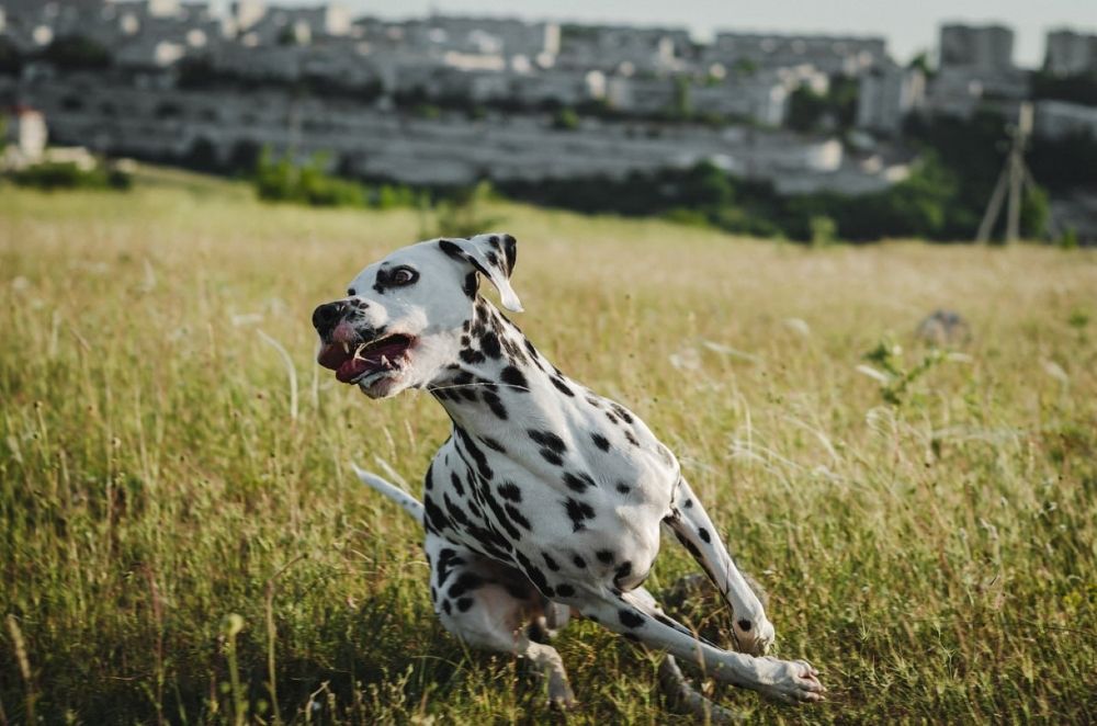 Photograph by Алина Петрушенко