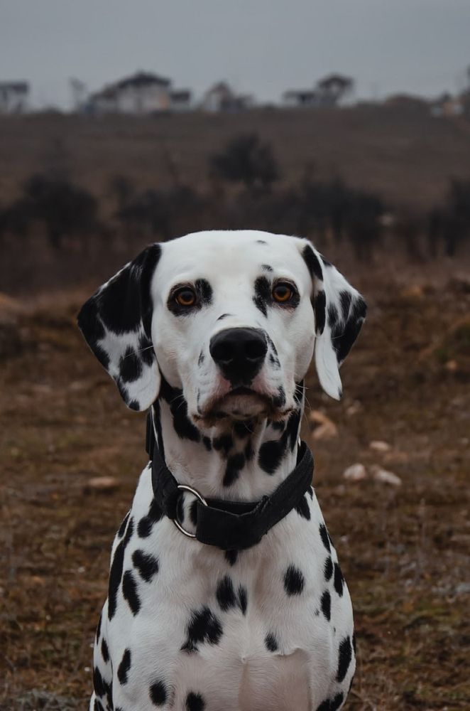 Photograph by Алина Петрушенко