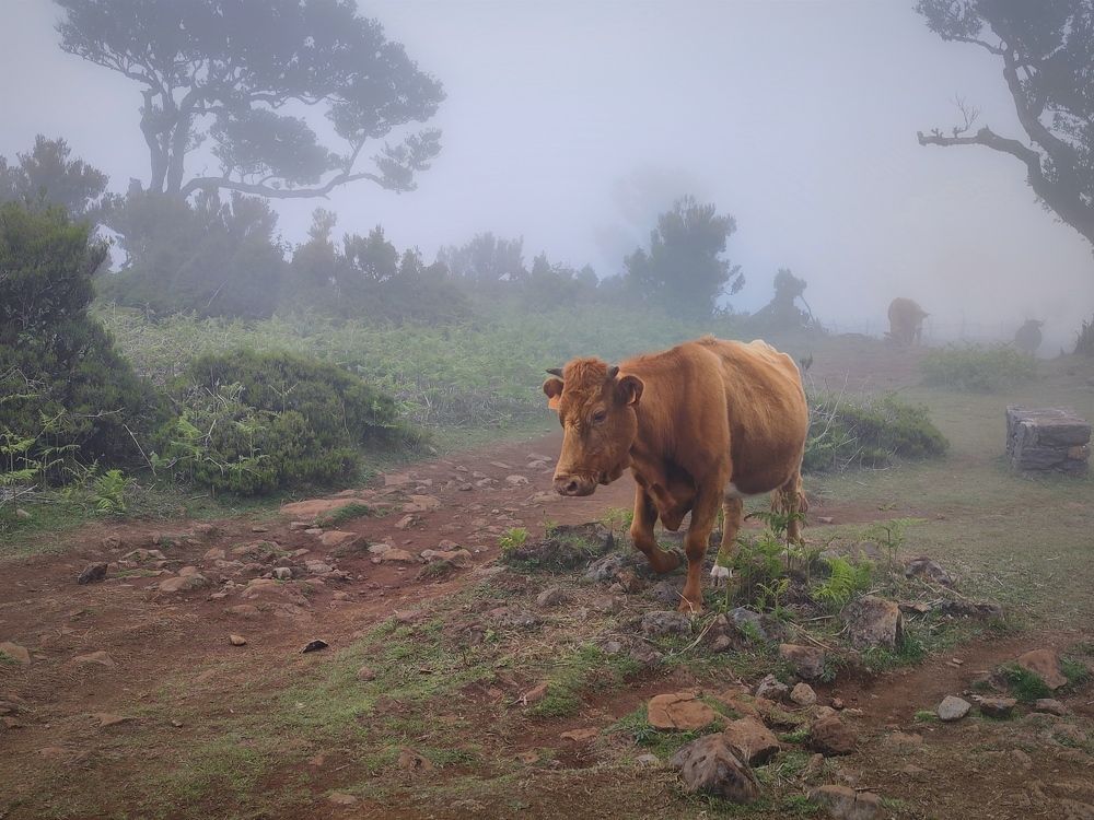 Madeira cows