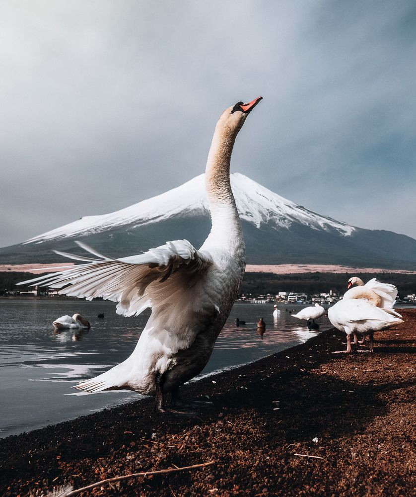 The mighty swan and her Majesty