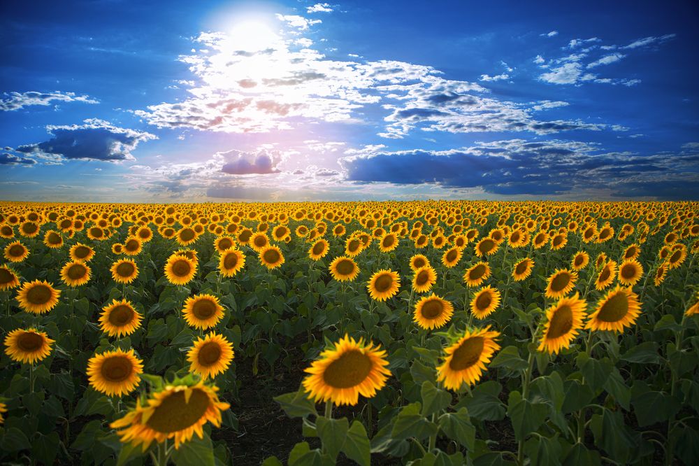 Photograph by Александр Шептикин