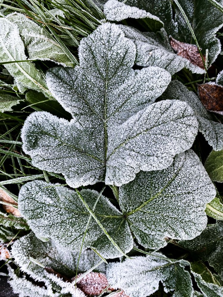 Начало зимы