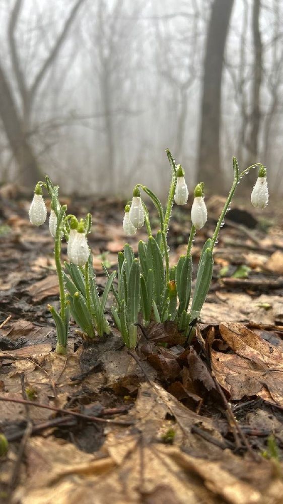 вестники Весны