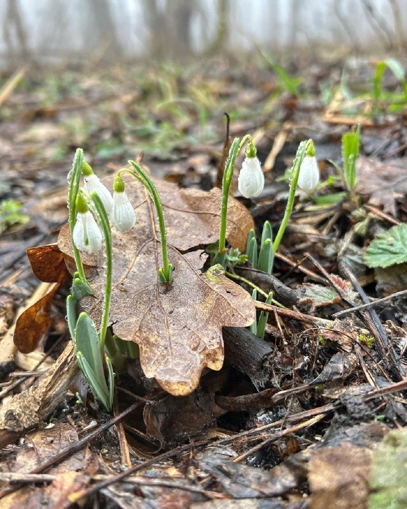 Прорыв Весны