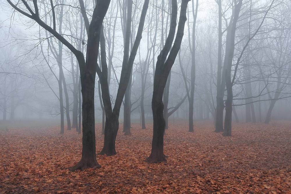 Туман в городском парке