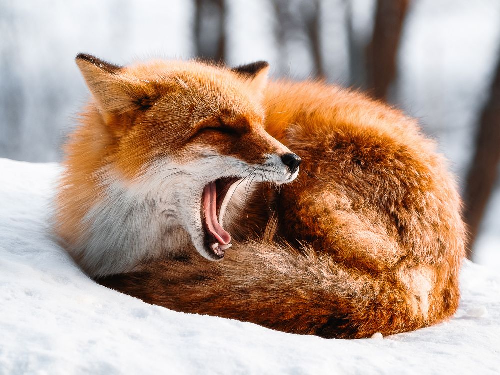 Yawning Fox