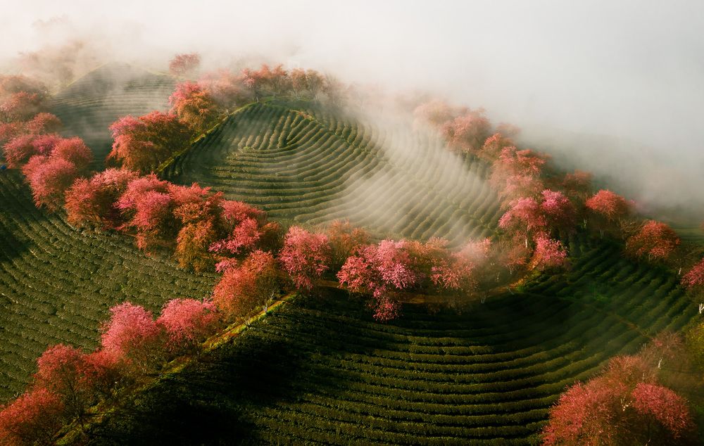 Photograph by Hanh P. T. Pham