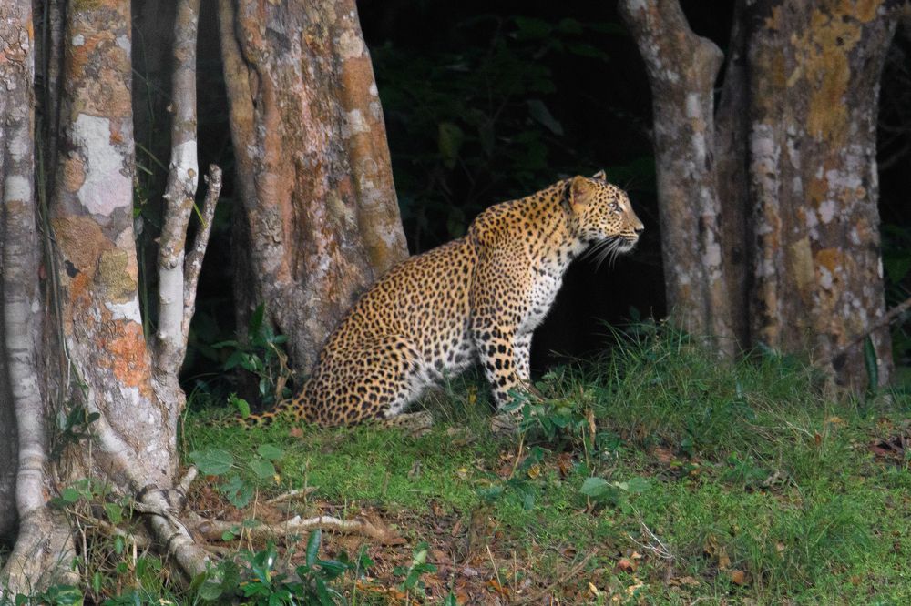 Silent Vigil in the Wild