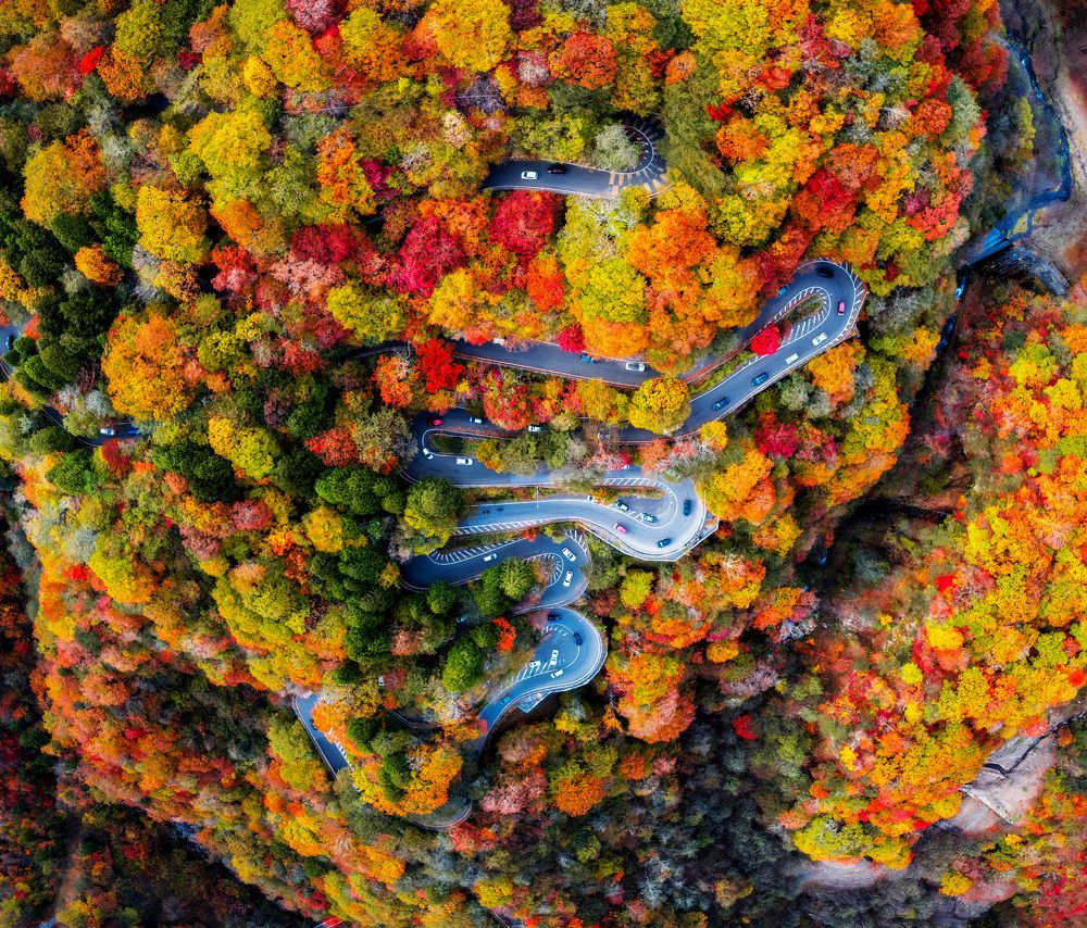 The snake and the brocoli