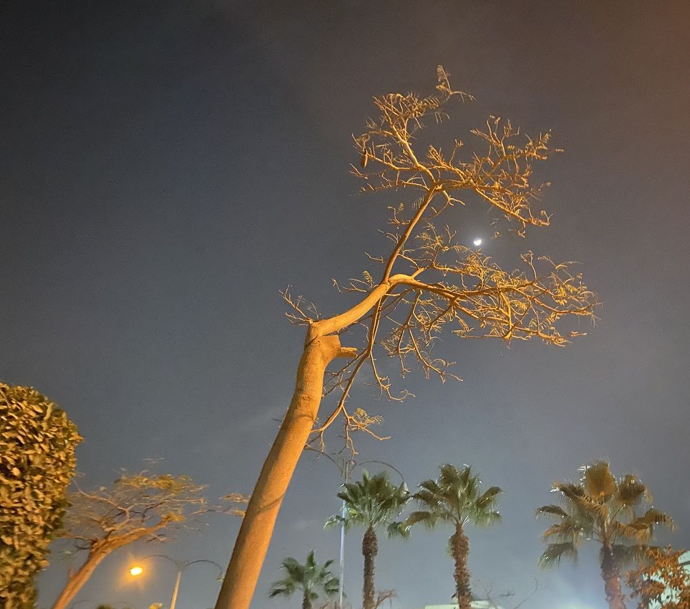 Фотография автора heba kishar