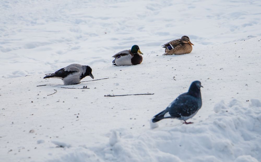 Photograph by Юлия Ташлыцкая
