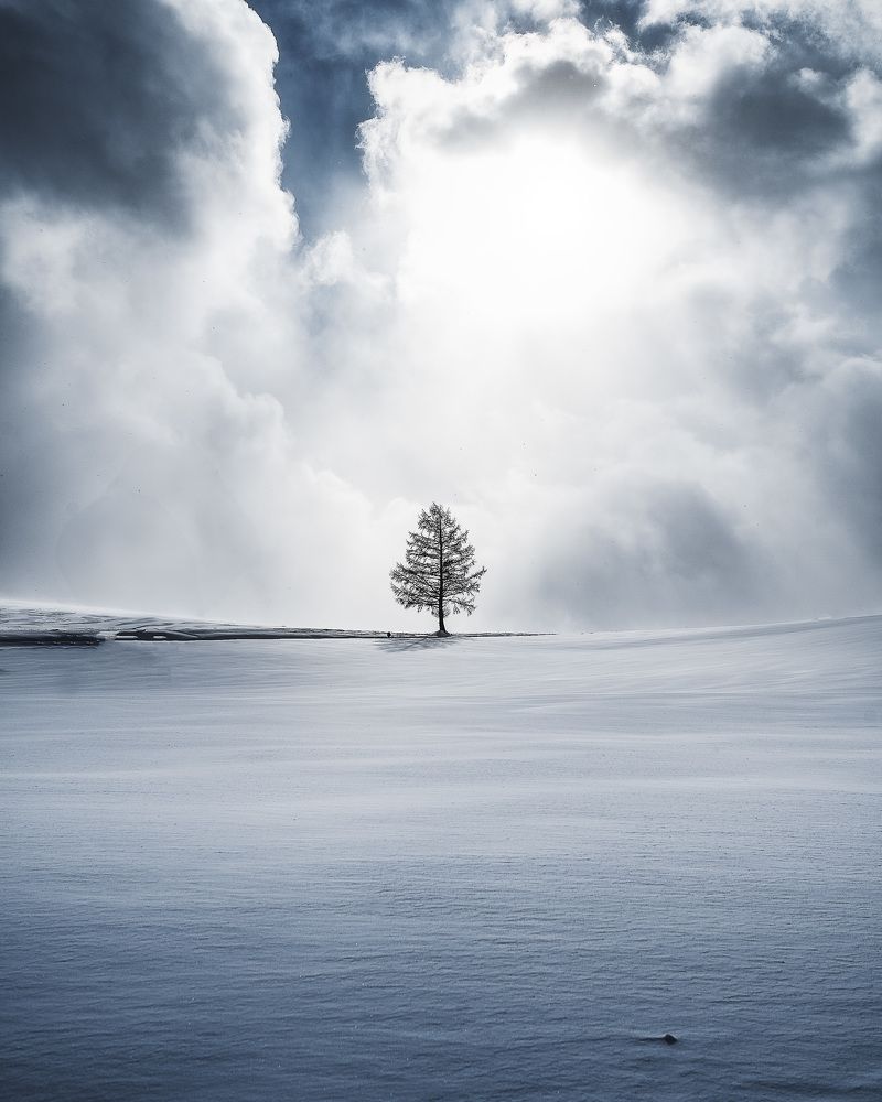 Lone Tree in the Winter