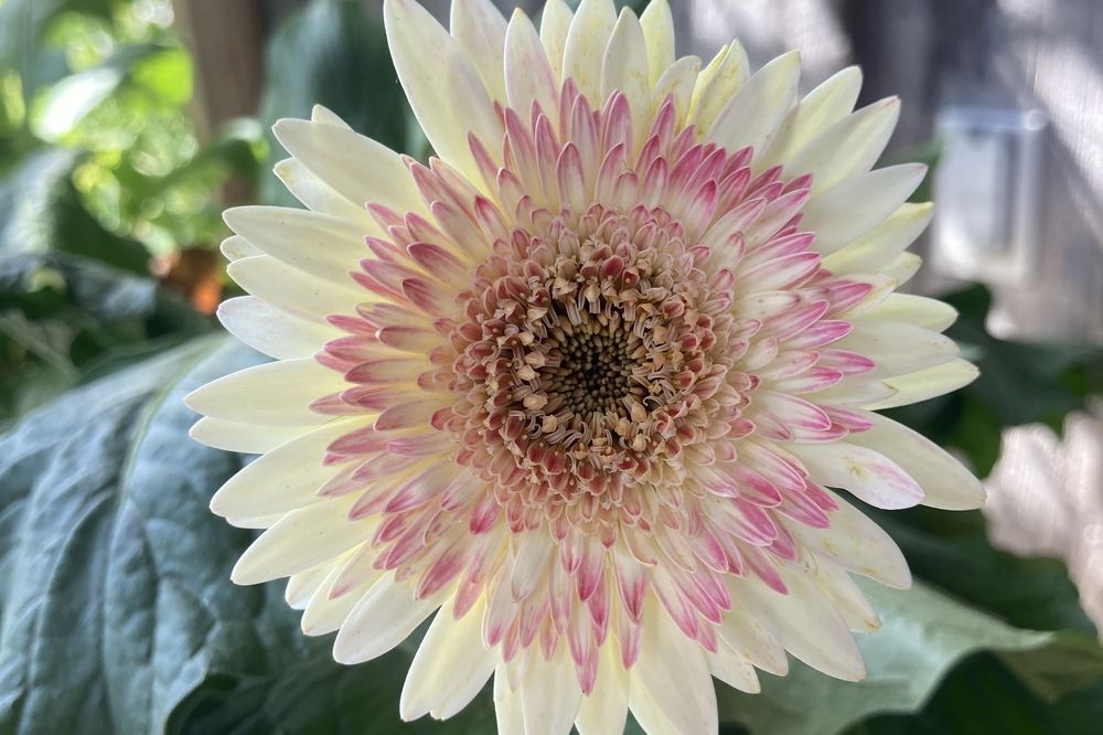 Daisy, Daisy, give me your answer do…