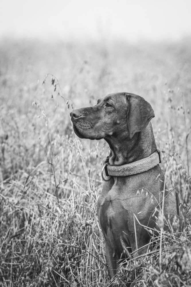 Photograph by Эльнара Васифовна