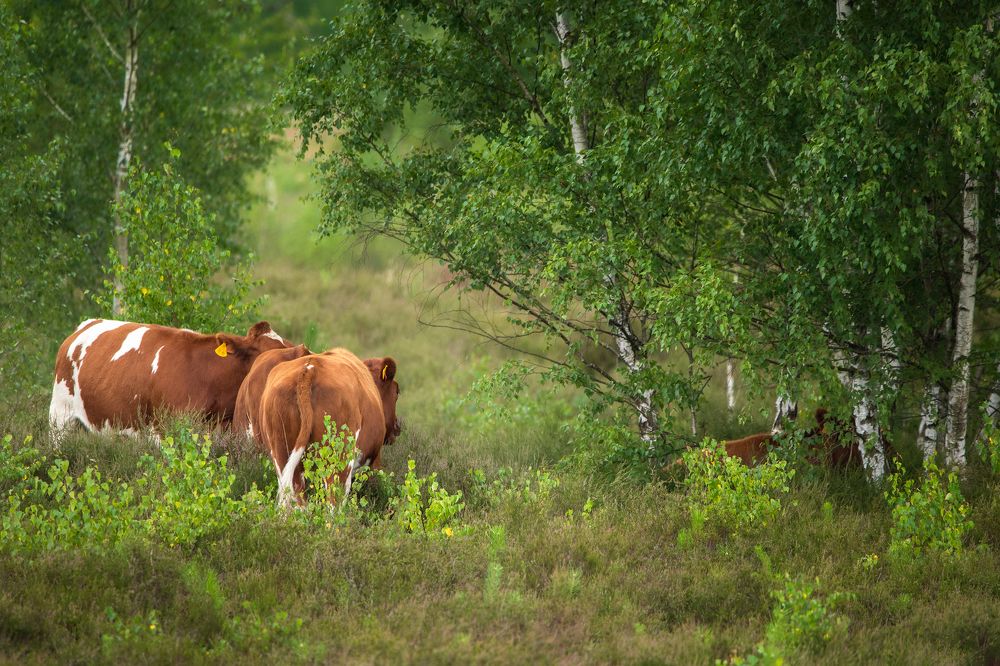 Cows and birches