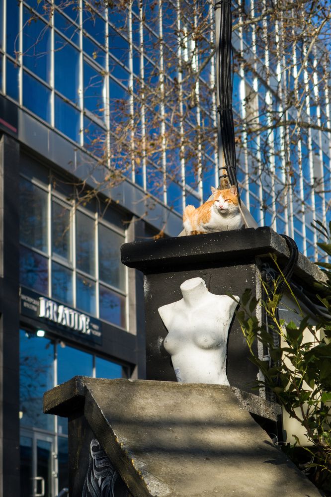 Венера Мяулосская / Venus de Meowlo