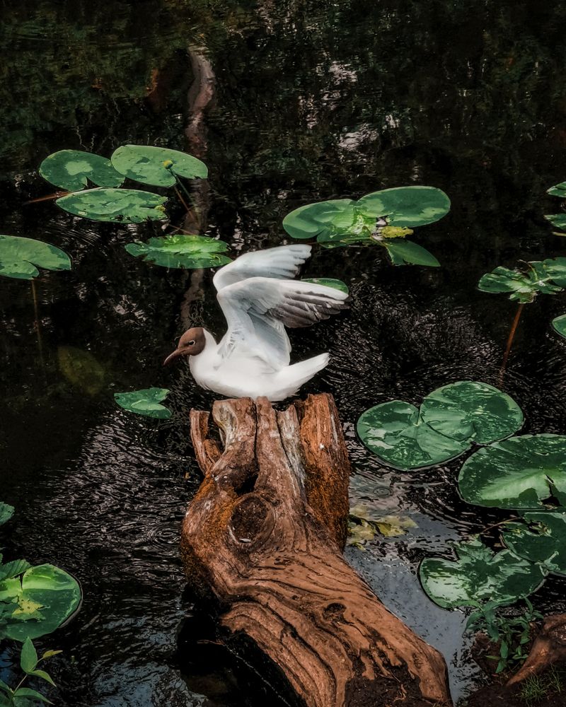 Photograph by Дьяченко Алёна