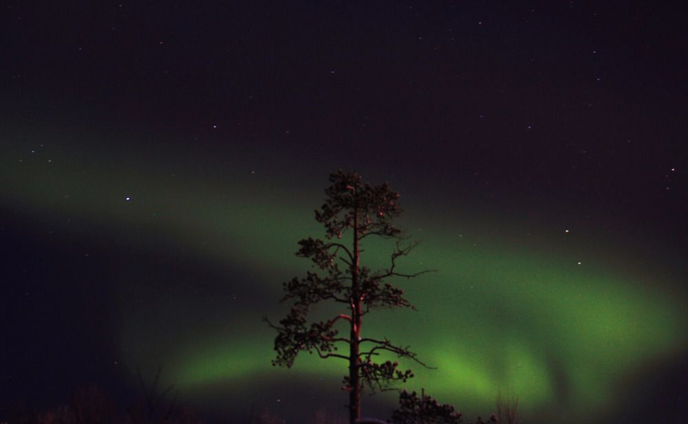 Фотография автора Светлана Терехова