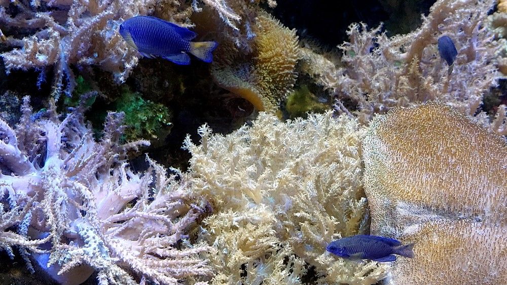 Подводное царство