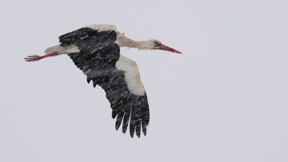 Photograph by Дмитрий Дрозд