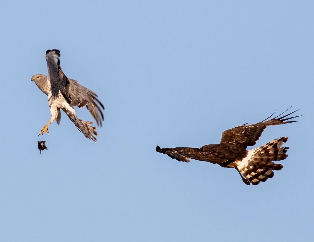 Harrier Food Exchange