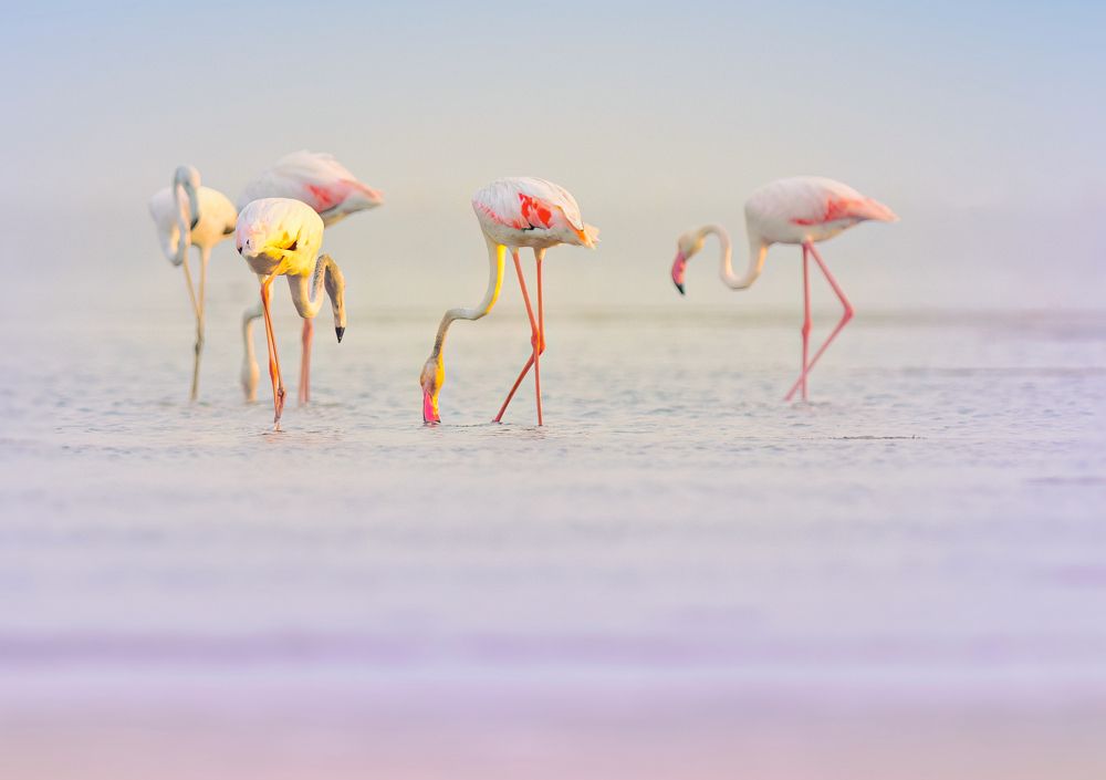 Photograph by G N RAJA