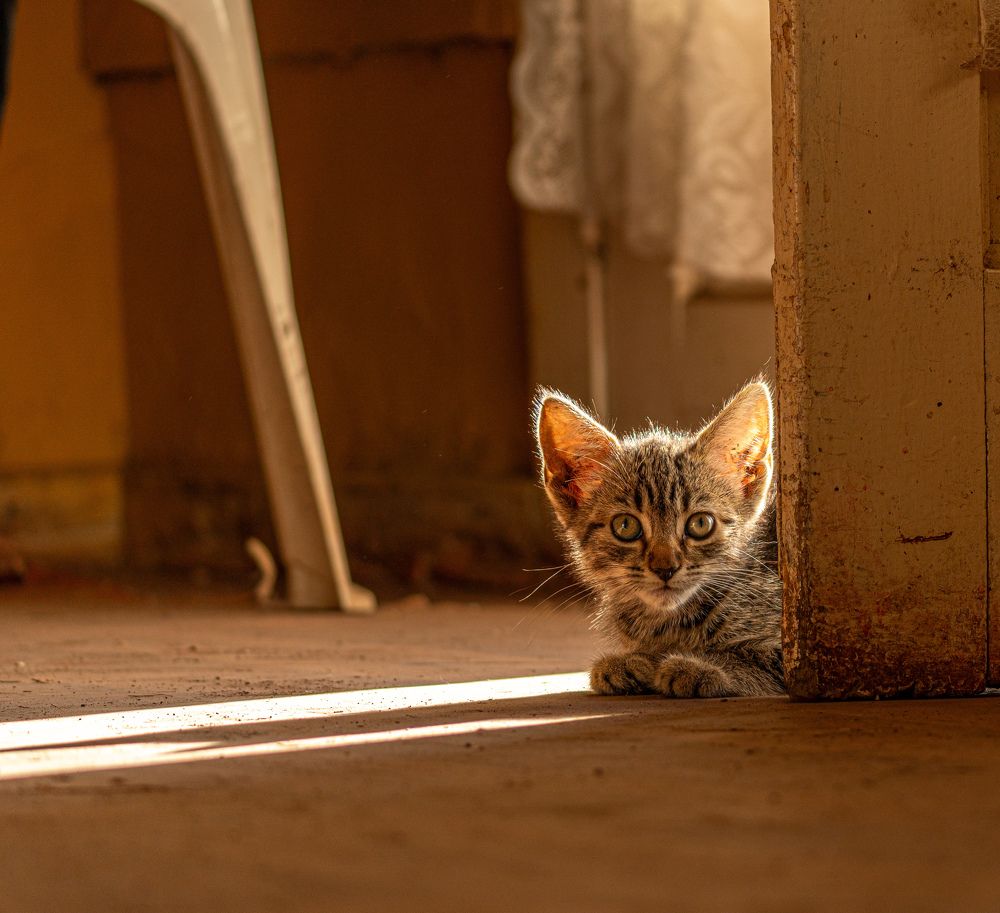 Pequeño en tamaño, grande en ternura