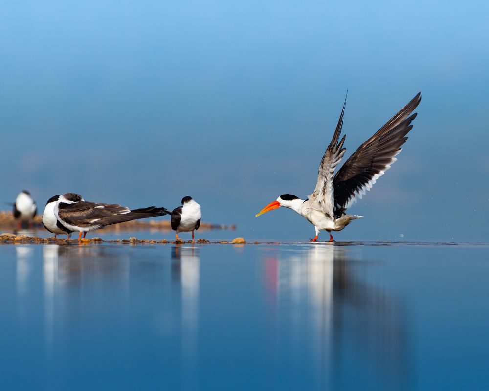 INDIAN SKIMMERS