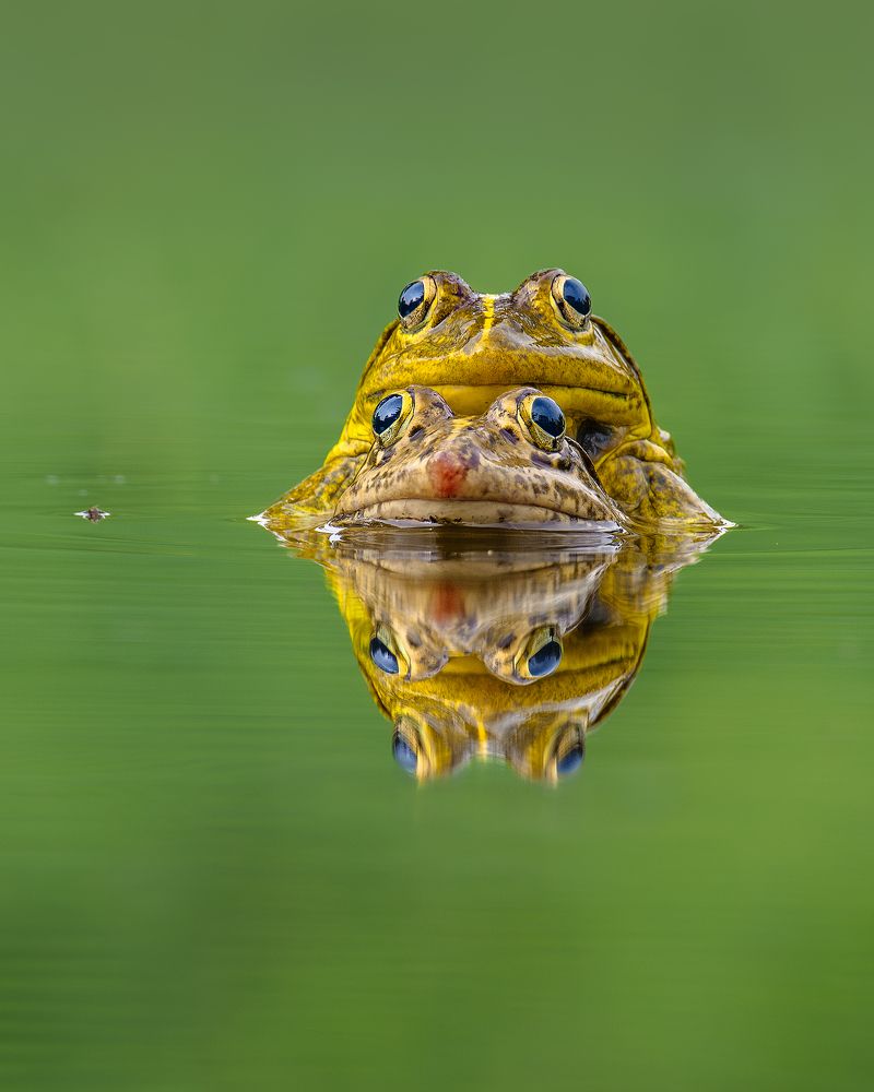 The couple and the reflection