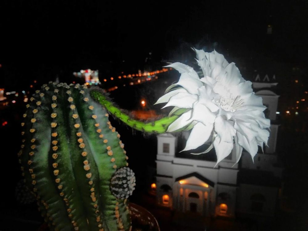 Фотография автора Gala Timaeva