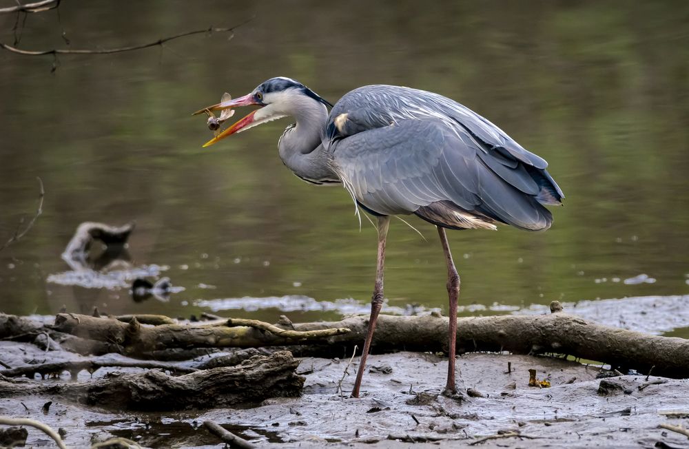 Photograph by Stamen Sotirov