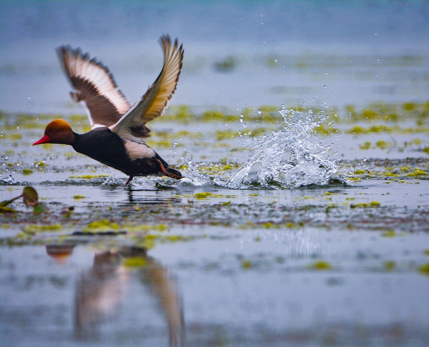 The Red Crested Pochard