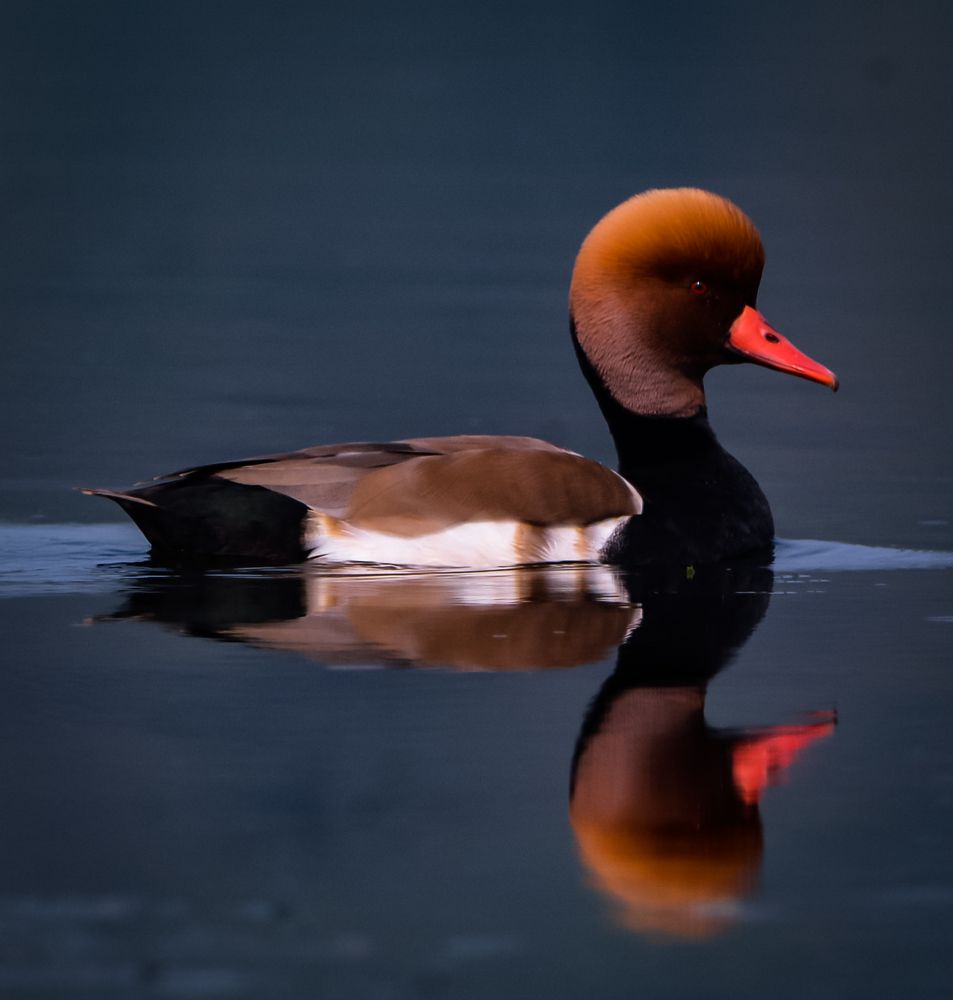 Photograph by Shankar Dutta