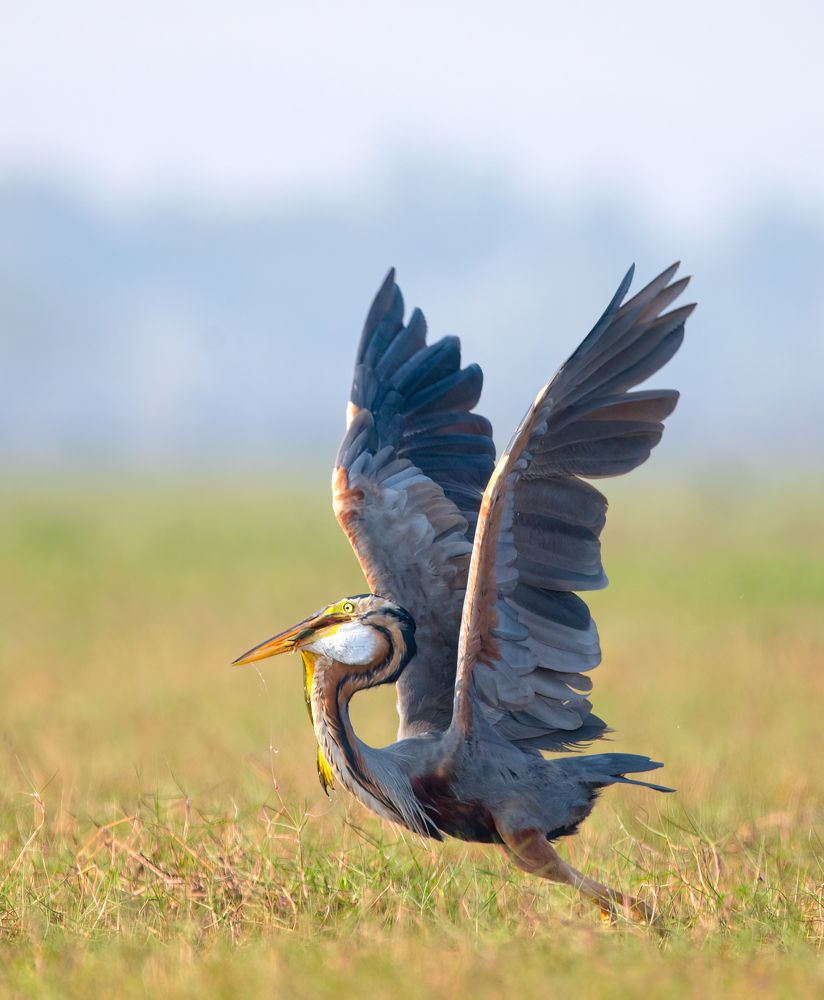 Photograph by Abhishek Manna