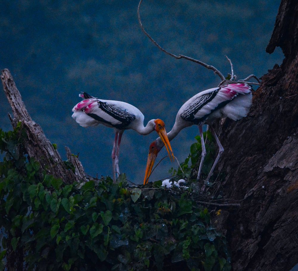 Photograph by Shankar Dutta