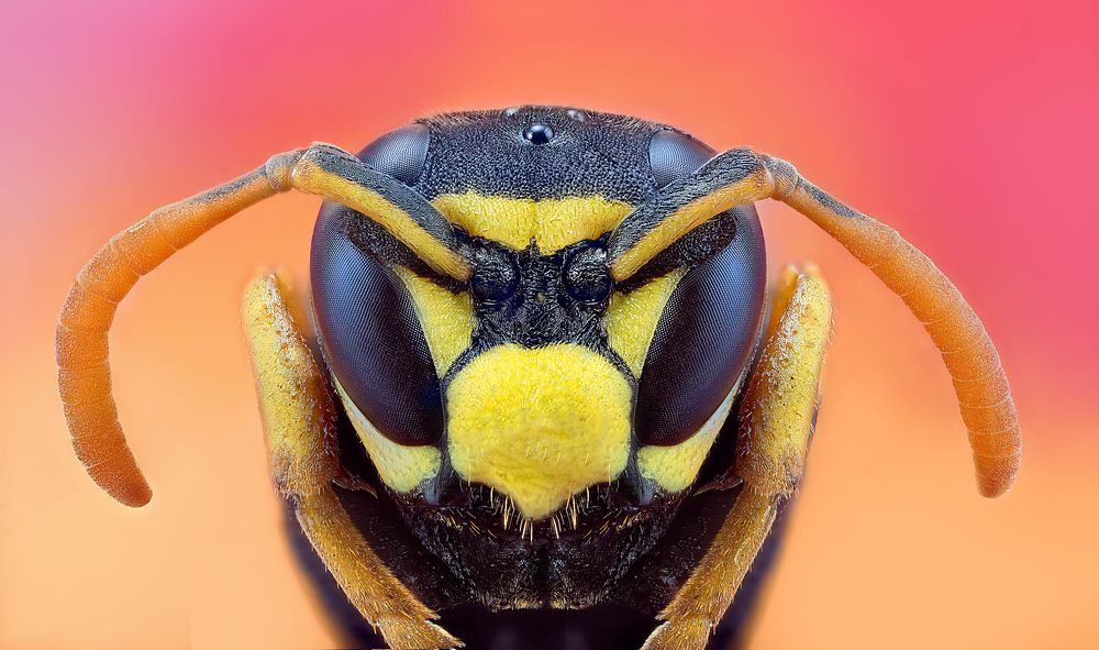 Photograph by Pedro Luis Ajuriaguerra Saiz