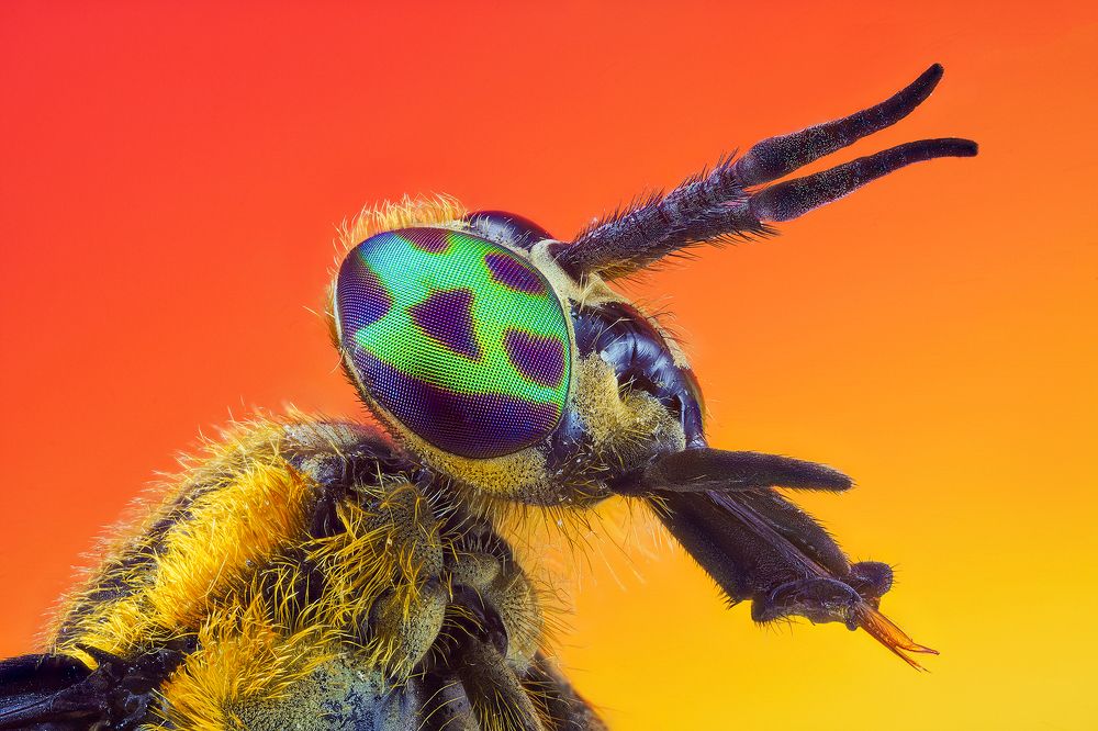 Photograph by Pedro Luis Ajuriaguerra Saiz