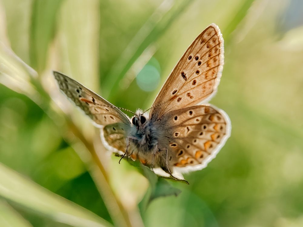 Photograph by Анна Бобкова